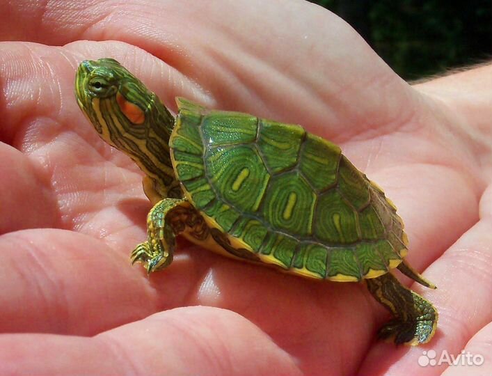 Красноухая черепаха