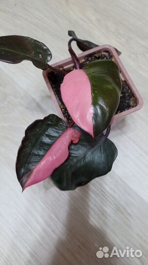 Филодендрон розовая принцесса
