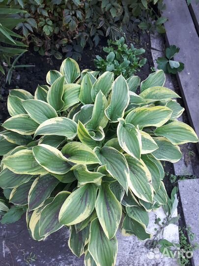 Продам хосты