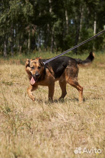 Спасите Тима