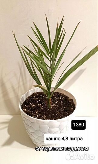 Вашингтония,финик,хамедорея,церопегия