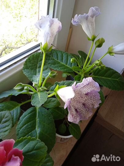 Глоксиния цветущая