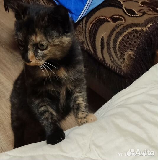 Кошки в добрые руки бесплатно