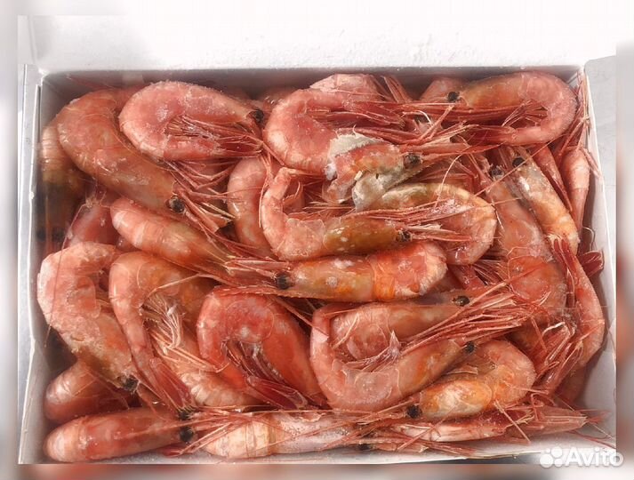 Креветка Северная