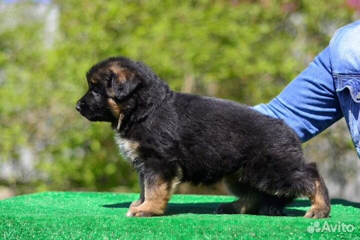 Щенки немецкой овчарки, суки