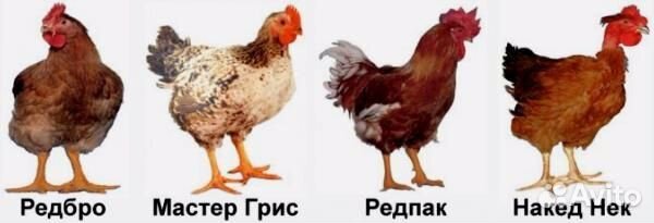 Молодняк сельскохозяйственной птицы
