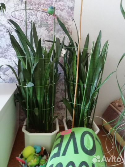 Комнатные цветы