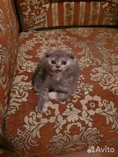 Шотландские котята