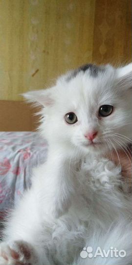 Котята турецкой ангоры