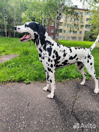 Щенки далматинца