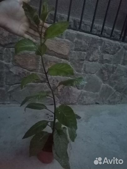 Джинура, листья бога