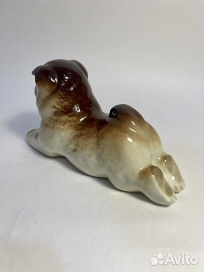 Собака чао чао лфз