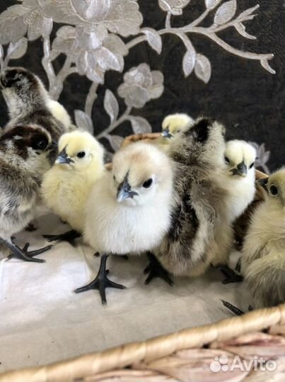 Лакеданзи серебро курицы,петухи,инкубационное яйцо