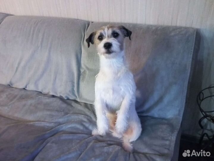 Вязка Джек Рассел