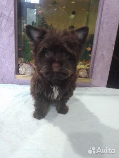 Мальчик шоколад горький