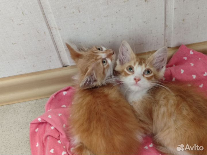 Кошки в добрые руки