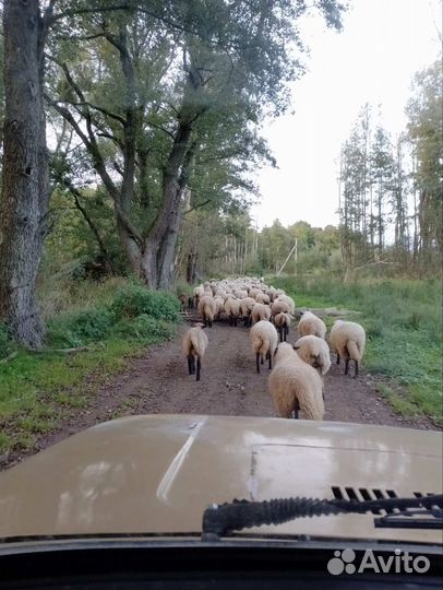 Мясо баранина