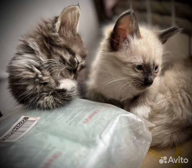 Котята в добрые руки