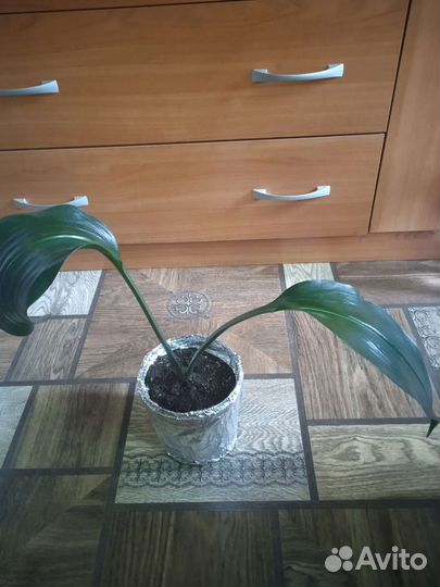 Эухарис(Амазонская лилия)