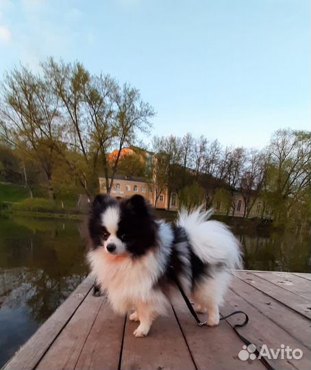 Померанский шпиц вязка