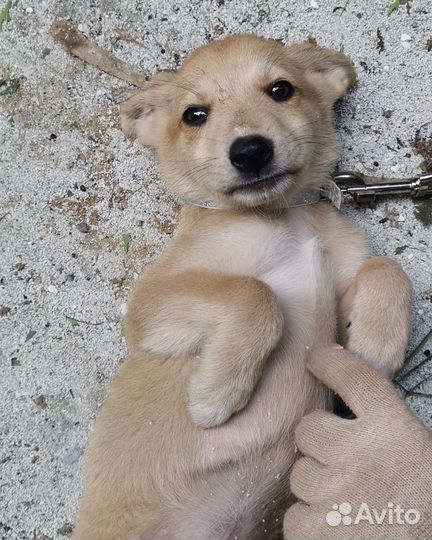 Небольшие щенки в квартиру