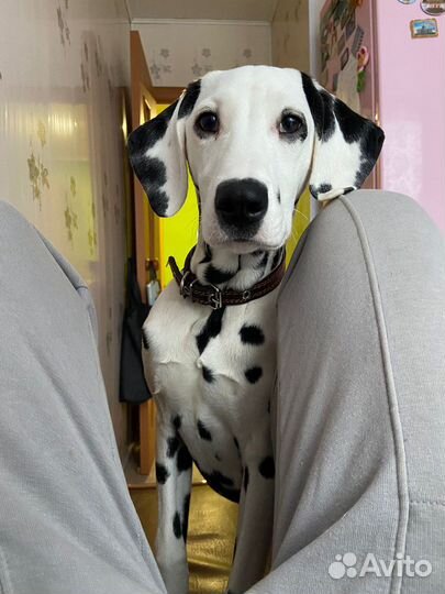 Далматин вязка