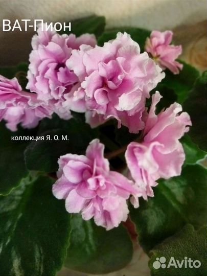 Сортовые фиалки