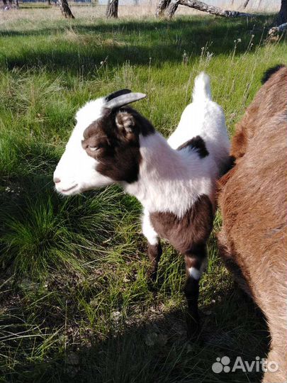 Козы. Коза на мясо