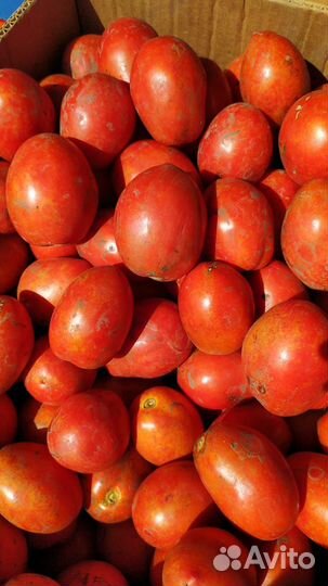 Помидоры