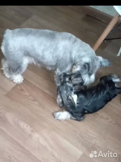 Мальчик и девочка цвергшнауцера