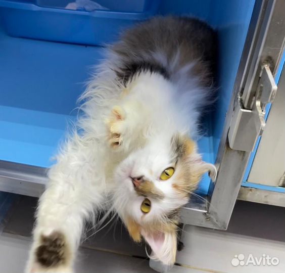 Очень пушистая миниатюрная кошка Мила ждет семью