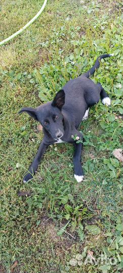 Щеночки в добрые руки