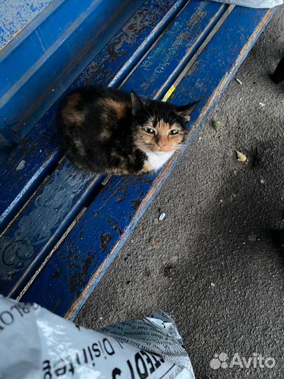 Красотка ищет дом