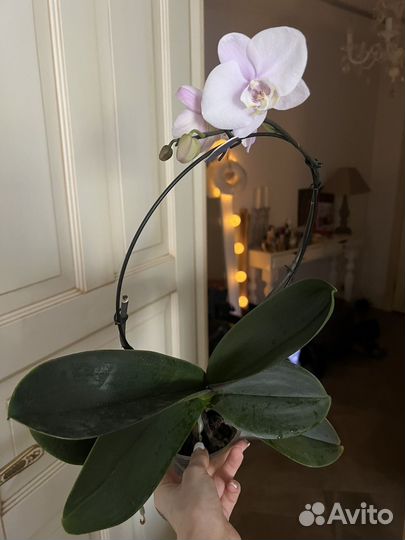 Орхидея, каскадная, цветет, в наличии