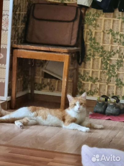 Котик в добрые руки