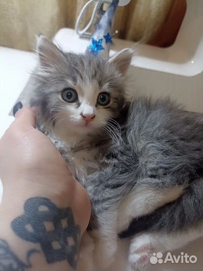 Кошка в дар
