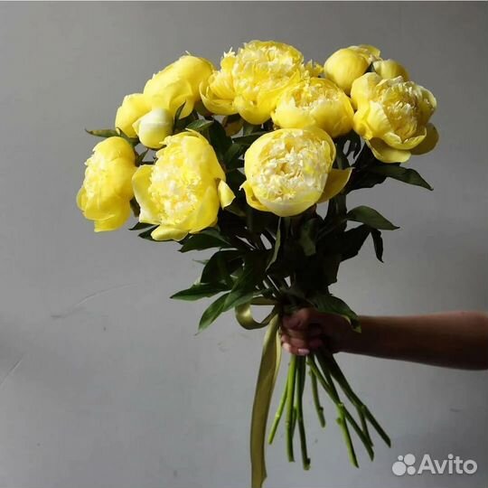 Пионы срезка(букет)