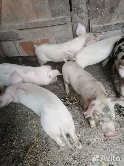 Боровки и свинки