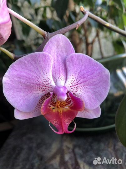Орхидея фаленопсис