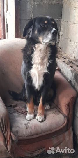 Щенки