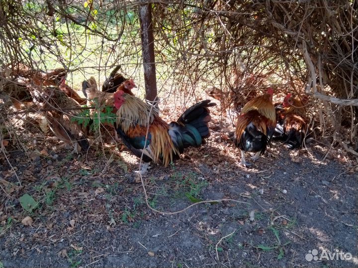 Карликовые(декоративные) курочки