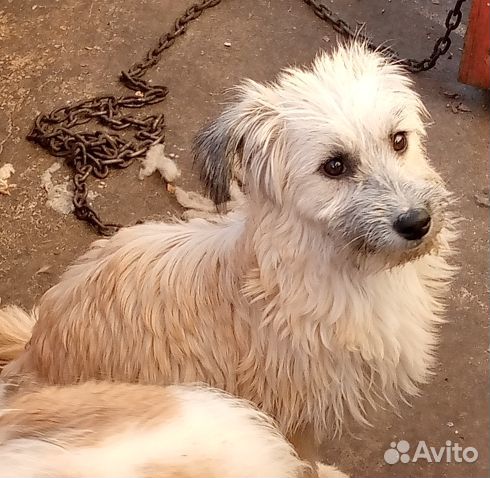 Шехерезада