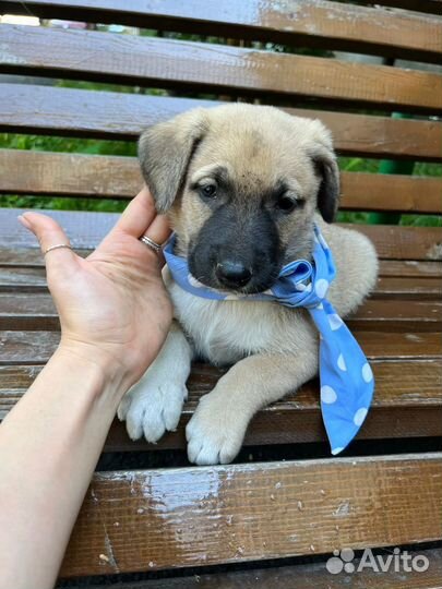 Щенок мальчик