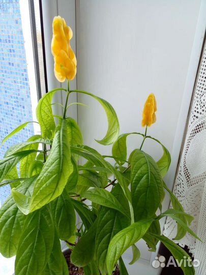 Комнатные цветы