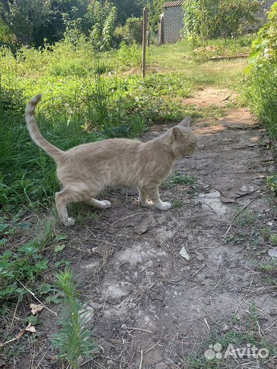 Кот рыжий, потеряшка