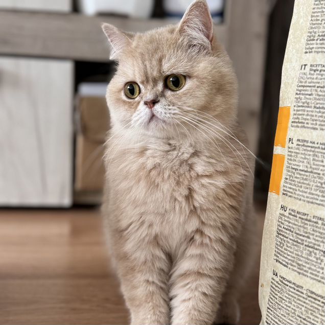 Шотландская прямоухая короткошёрстная, взрослая кошка