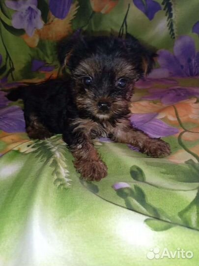 Йоркширский терьер