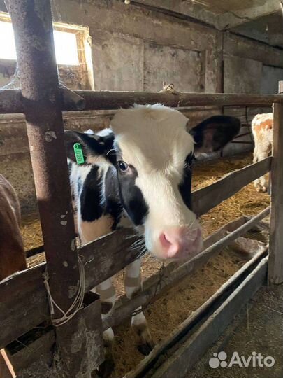 Телята, хряк производитель