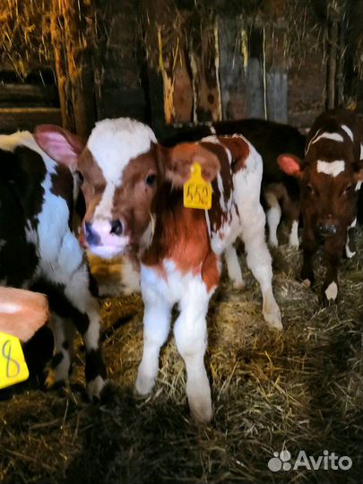 Телятки-бычки