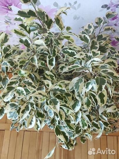 Фикус бенджамина большой